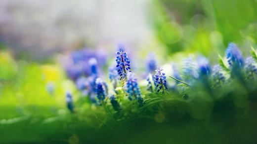 给幼儿园老师鲜花祝福语大全